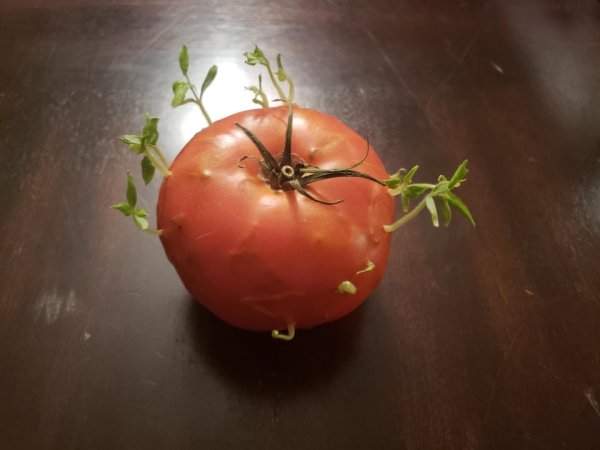 Чудо-помидор
