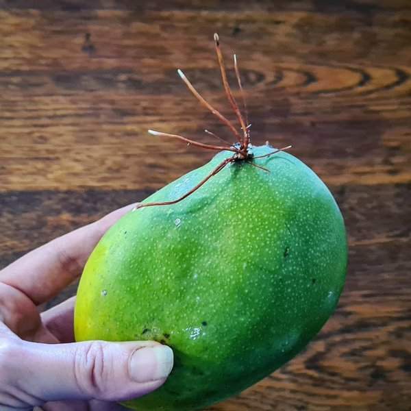 Проросший полузелёный манго