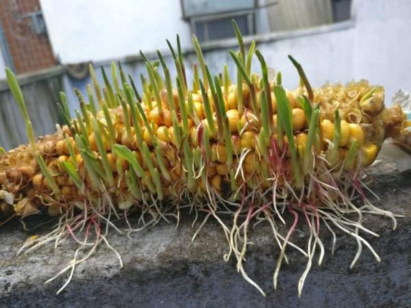 Семена кукурузы проросли прямо в початке
