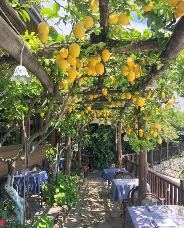 Лимонный сад, Сорренто, Италия