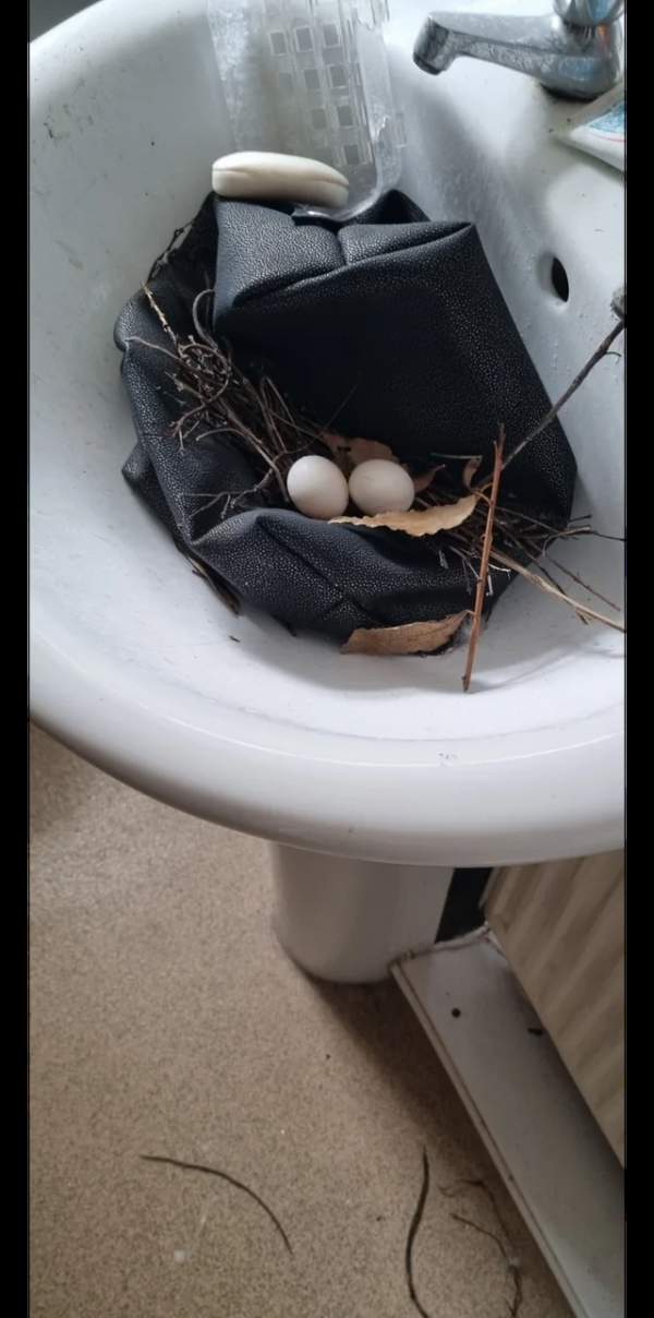 Я оставила окно в ванной открытым на 3 недели, и птицы свили гнездо в моей раковине