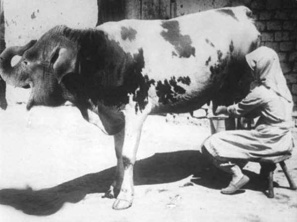 Женщина доит корову с головой слона. Первоапрельская шутка в журнале Het Leven, Нидерланды, 1932 год
