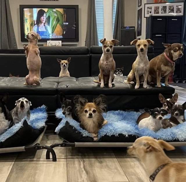 Бобби Химфрис приютил 50 бездомных собак, чтобы спастись от одиночество