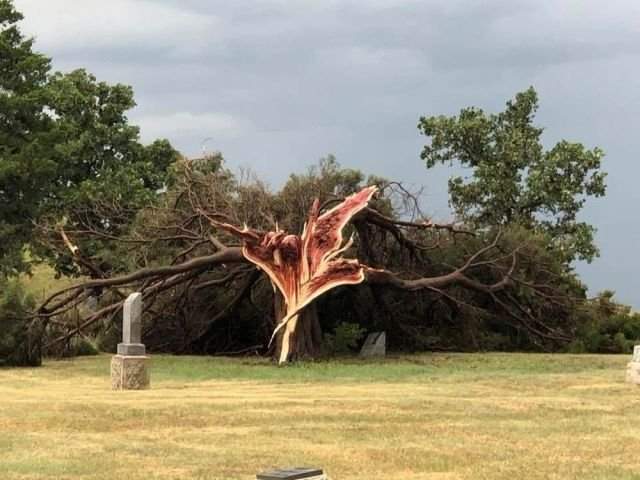 Ураган «вскрыл» кедровое дерево