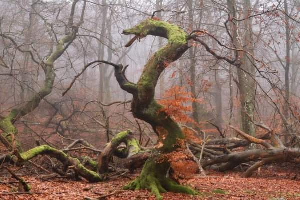 &quot;Сказочный и мрачный лес&quot;: необычные деревья, которые напугали и удивили людей