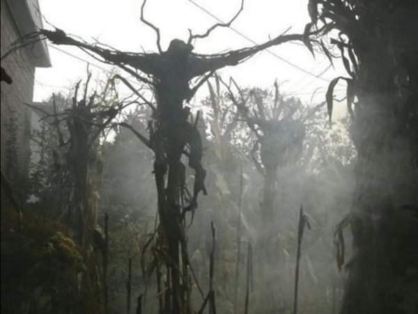 &quot;Сказочный и мрачный лес&quot;: необычные деревья, которые напугали и удивили людей