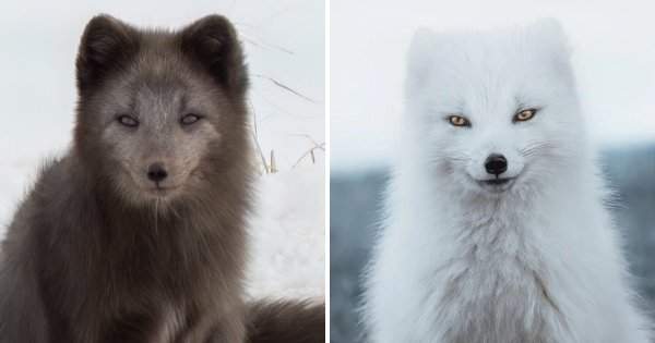 Песец или полярная лисица меняет мех с тёмного на светлый в зависимости от сезона