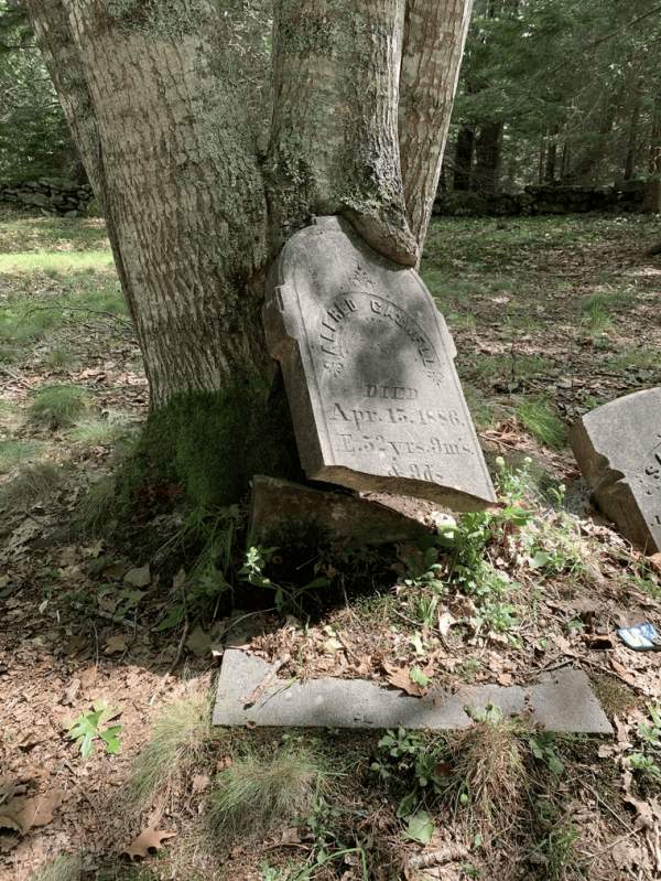 Дерево разломало могильный камень