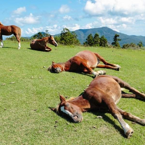 Лошади отдыхают на поляне
