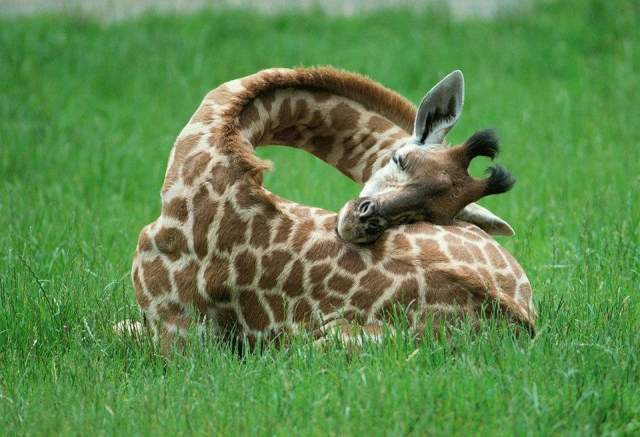 Жирафы спят каждый час по 10 минут. Длинную шею они укладывают на собственные задние ноги