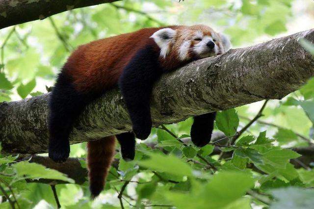 Малая панда спит на ветке