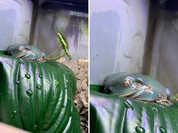 Лягушка отдыхает на кроватке из зелени