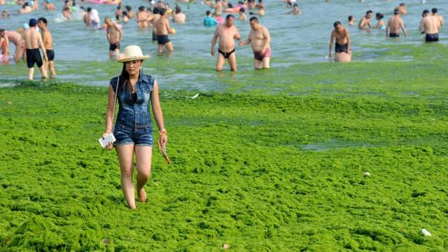 Власти ежегодно стараются бороться с нашествием водорослей. К сожалению, пока безуспешно. В попытках спастись от невыносимой жары китайцы не прочь поплескаться и в такой водичке.