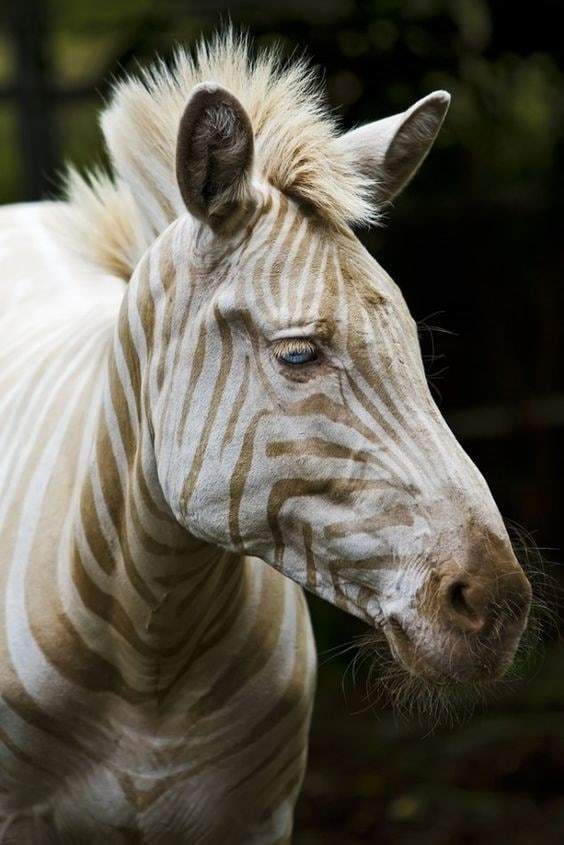 Голубоглазая зебра-альбинос