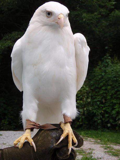 Белоголовый орлан-альбинос
