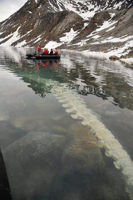 Позвонки кита лежат на дне озера на Шпицбергене, Норвегия