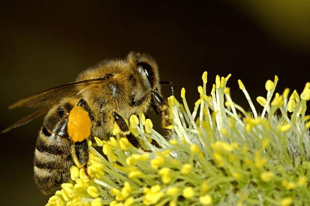 Рабочие пчёлы и плодовые мушки — чуть больше месяца