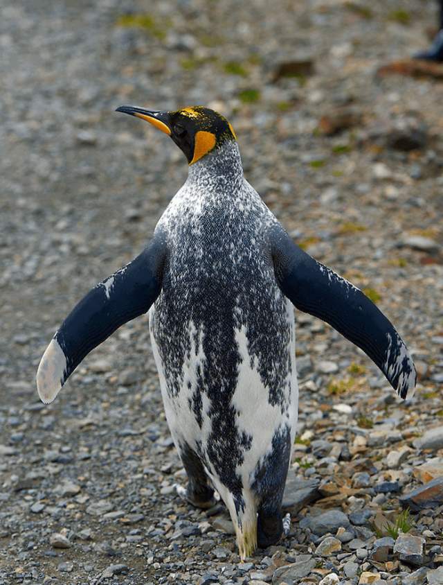 Необычный пингвин