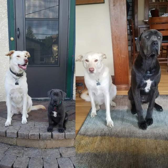 Моя собака рядом со щенком моей мамы, разница в восемь месяцев между фотографиями