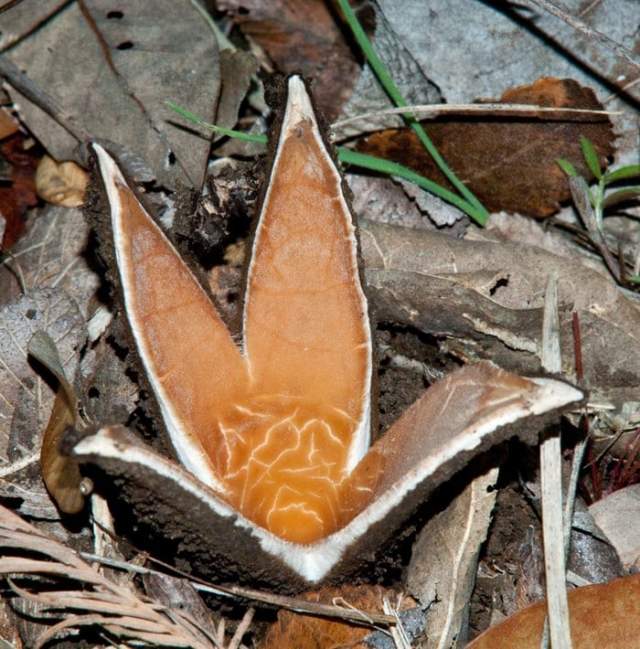 Сигара дьявола — один из самых странных грибов в мире