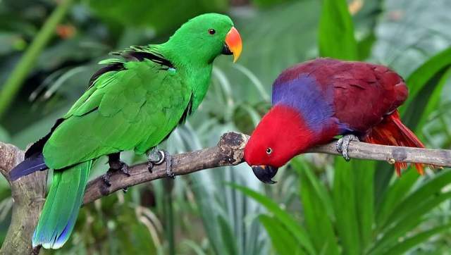 Благородный зелёно-красный попугай