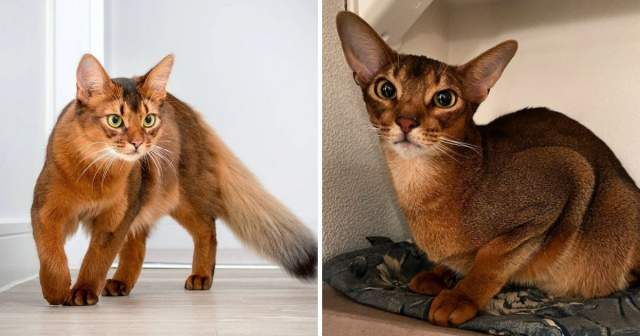 Сомалийская кошка и абиссинская кошка