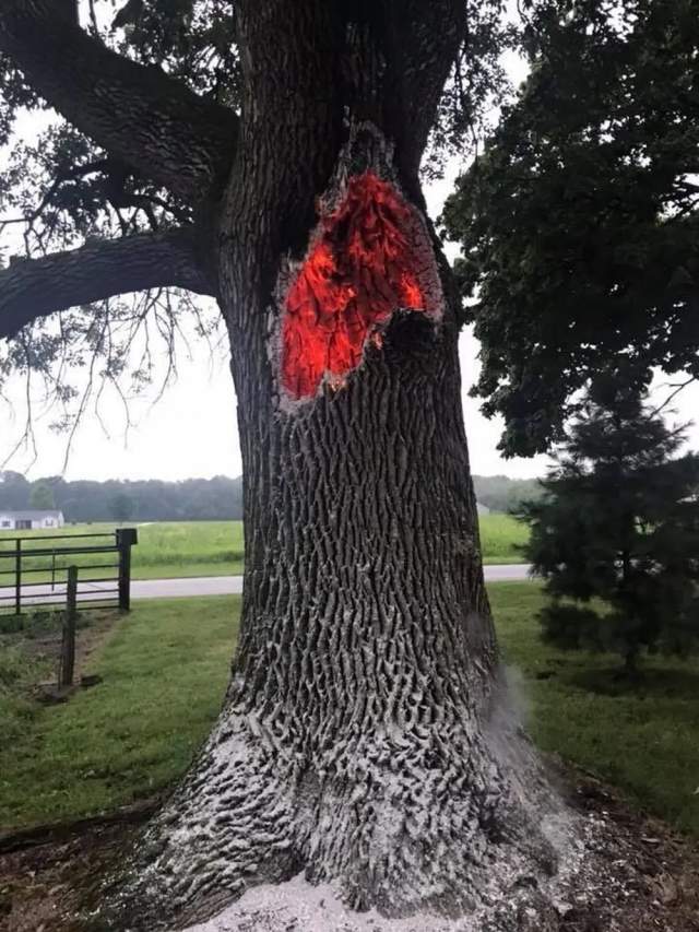 А это дерево теперь горит изнутри — выглядит инфернально