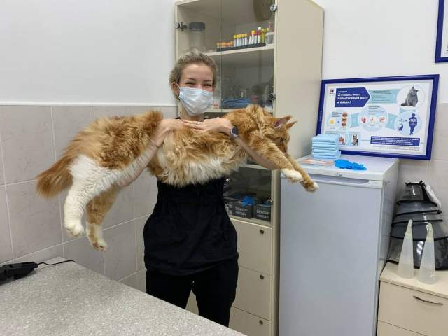 Ветеринарный врач и её огромный пациент
