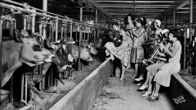 Девушки исполняют серенаду коровам, 1930 год