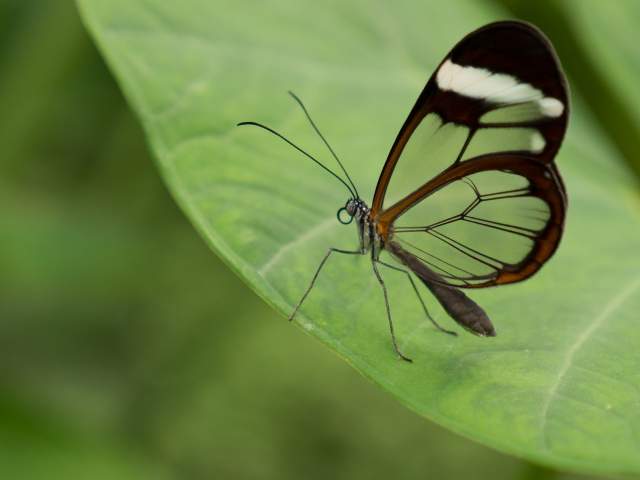 Бабочка с прозрачными крыльями. Стеклянная бабочка