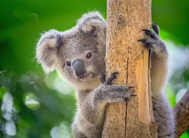 Коалам угрожает вымирание из-за хламидиоза, который активно распространяется среди них. В этом году в Австралии начали прививать диких коал от этой инфекции