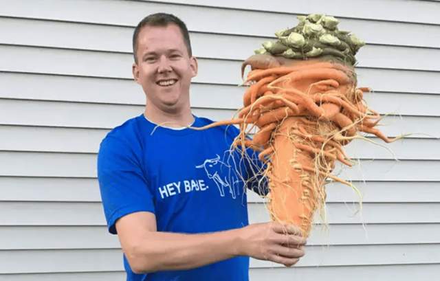 Самая тяжёлая морковка — 10,17 килограммов