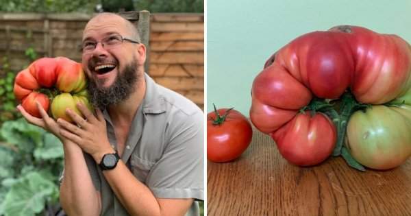 Дуглас Смит вырастил гигантский помидор весом 2,9 килограмма