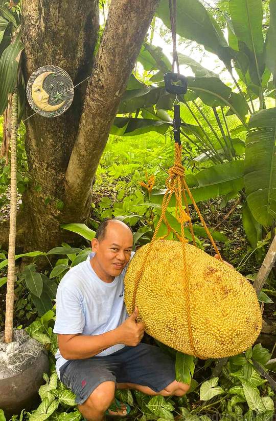 Cамый тяжёлый джекфрут в мире — 49,7 килограммов