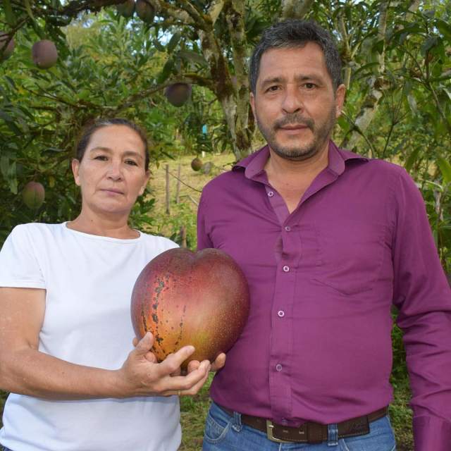Колумбийские фермеры вырастили манго небывалых размеров