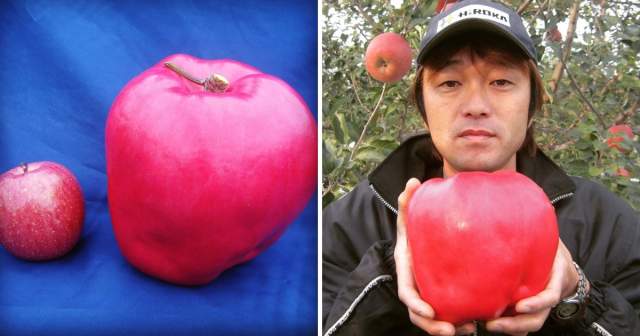Самое большое яблоко было выращено японцем Чисато Ивасаки