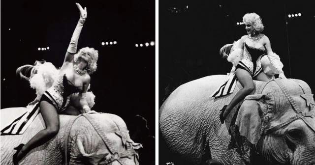 Невероятная Мэрилин Монро на розовом слоне