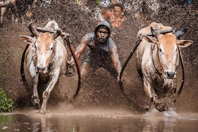 Два быка бегут, а жокей держит их в Паку-Джави, 2019 год, 1 место