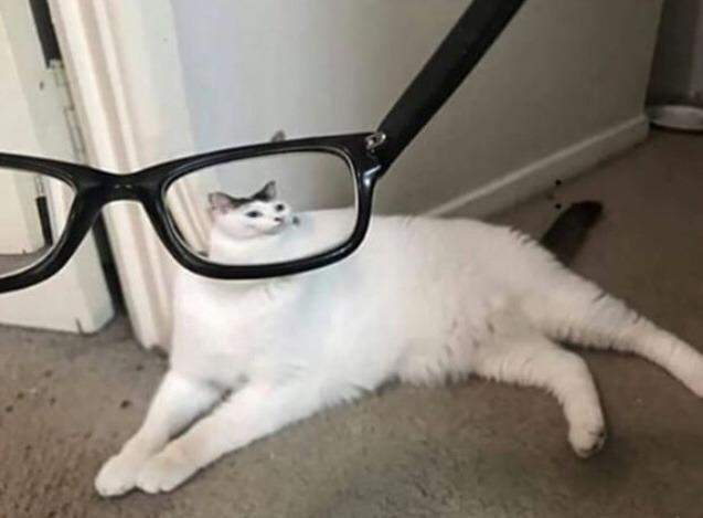Вечные проблемы у котов с очками