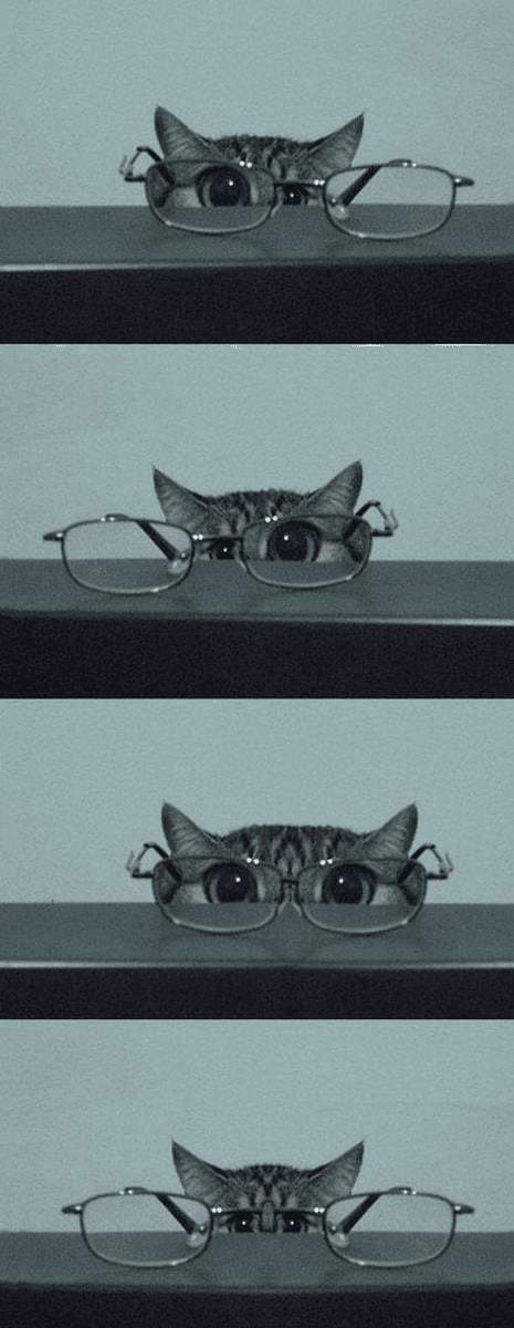 Басня про кота и очки
