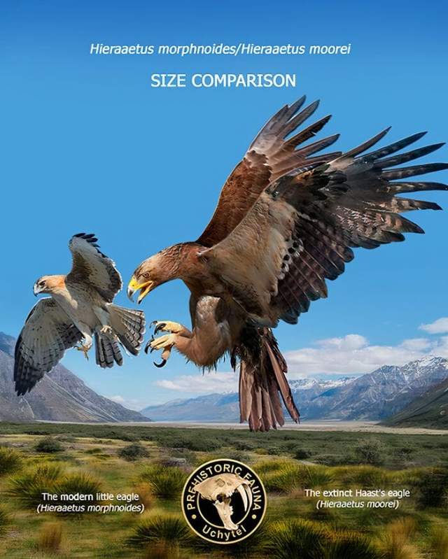 Австралийский орел-карлик и вымерший орёл Хааста