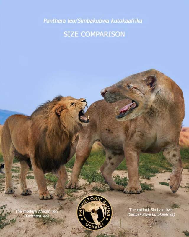 Африканский лев и вымерший симбакубва — «большой лев из Африки»