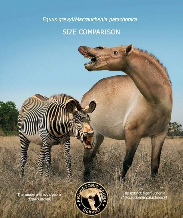Зебра Греви, самая крупная из ныне живущих зебр, и вымерший макраухения