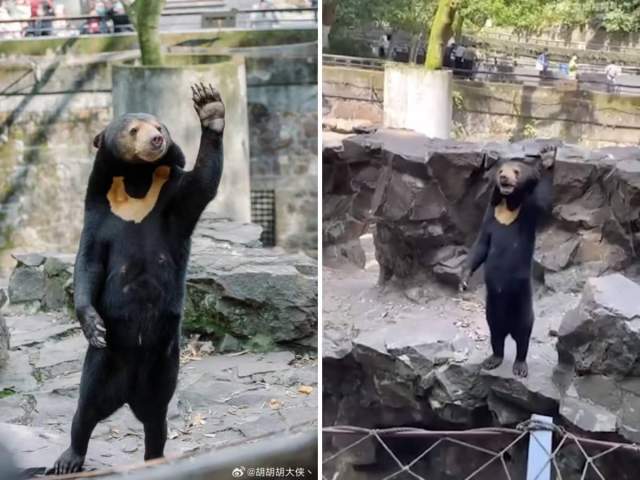 В Китае заподозрили, что один из медведей в зоопарке — это переодетый человек