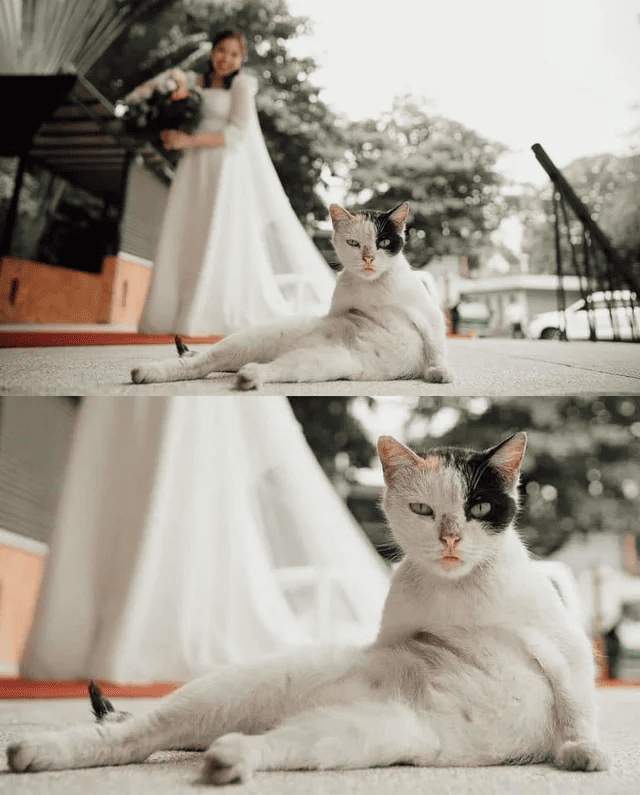 Сутулый кот — главное украшение свадьбы