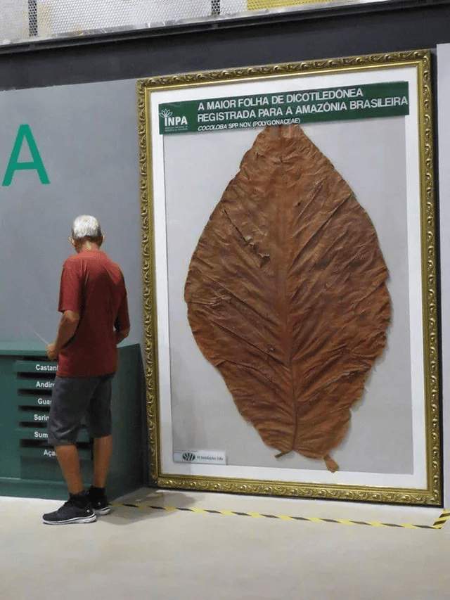 Самый большой лист в мире
