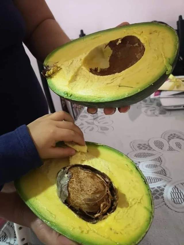 Рекордно большой авокадо