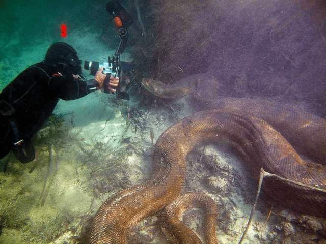 Огромная анаконда под водой