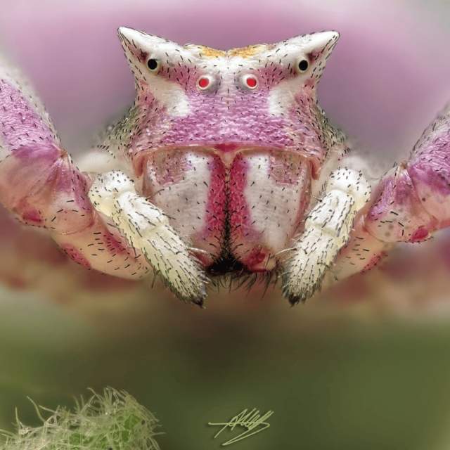 Розовый крабовый паук