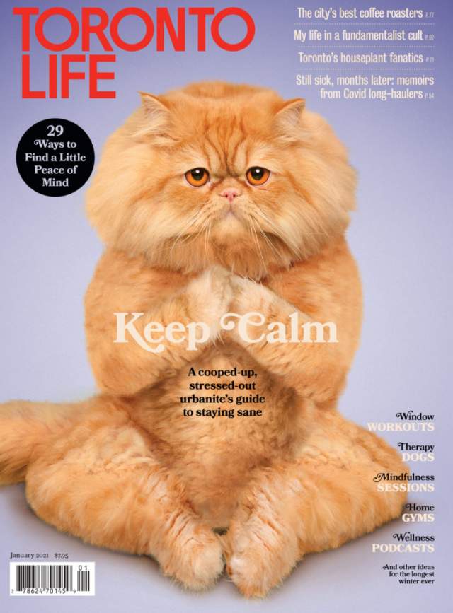 Toronto Life и медитирующий кот